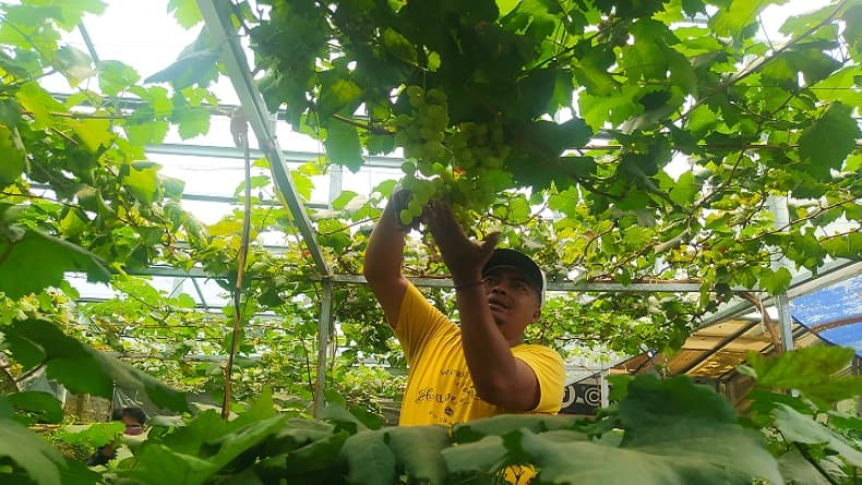 Melirik Kampoeng Anggoer Cimahi, Warga Budidayakan 52 Jenis Anggur di Gang Sempit Melirik Kampoeng Anggoer Cimahi, Warga Budidayakan 52 Jenis Anggur di Gang Sempit