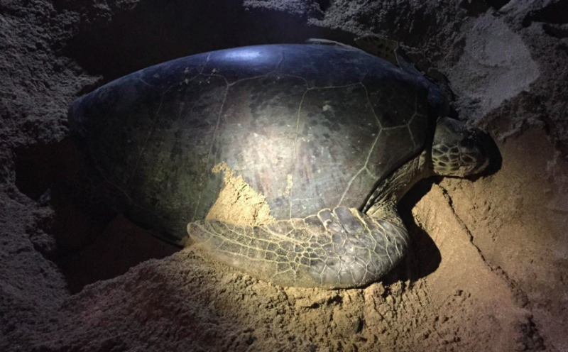 Mengenal Penyu Lekang Spesies Unik Perairan Dangkal, Sensitif pada Cahaya Terang Mengenal Penyu Lekang Spesies Unik Perairan Dangkal, Sensitif pada Cahaya Terang