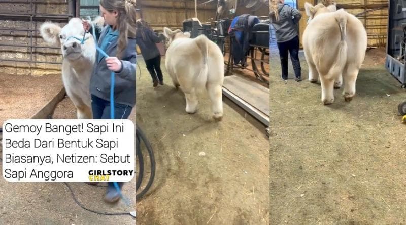 Viral Muncul Sapi Gemoy Jelang Hari Raya Idul Adha, Netizen: Sapi Anggora Viral Muncul Sapi Gemoy Jelang Hari Raya Idul Adha, Netizen: Sapi Anggora