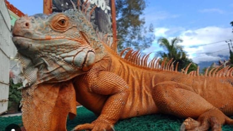 Harga Tiket Masuk Kebun Binatang Bukittinggi dan Jam Operasional, Cek di Sini Harga Tiket Masuk Kebun Binatang Bukittinggi dan Jam Operasional, Cek di Sini