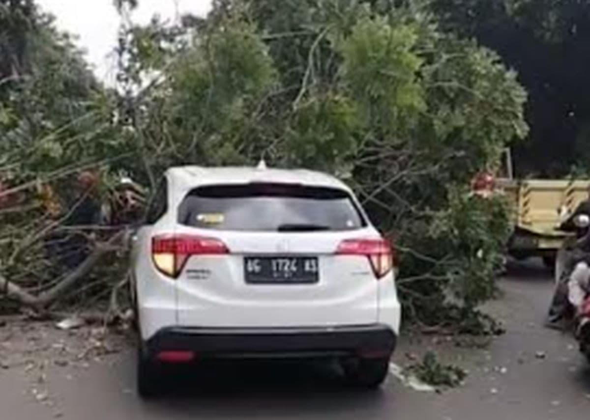 Pohon Tumbang Timpa Mobil di Cilandak Jaksel, Korban Jiwa Nihil Pohon Tumbang Timpa Mobil di Cilandak Jaksel, Korban Jiwa Nihil