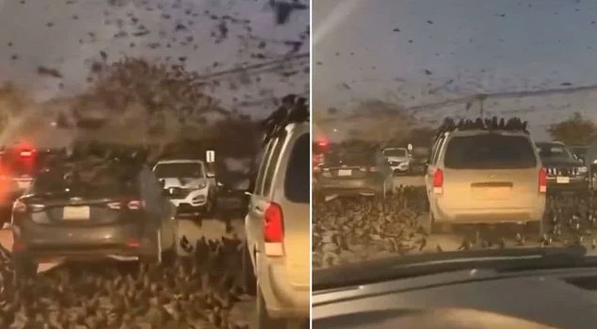 Heboh Ribuan Burung Gagak 'Serbu' Tel Aviv Israel, Pertanda Apa? Heboh Ribuan Burung Gagak 'Serbu' Tel Aviv Israel, Pertanda Apa?