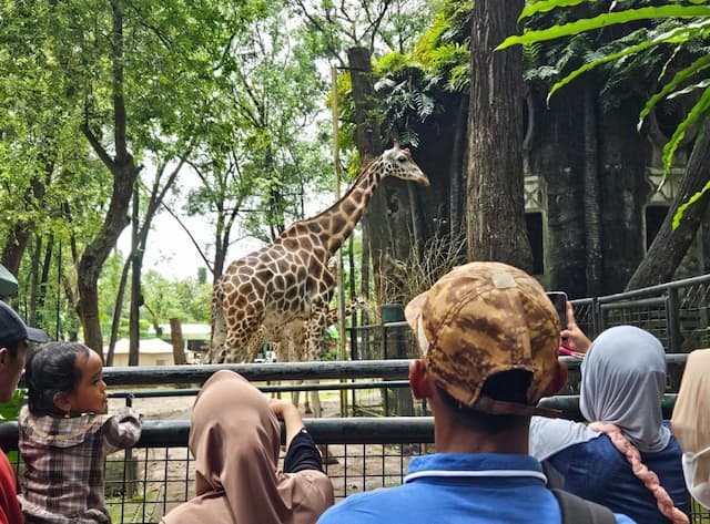 Ragunan Siap Tambah Jadwal 'Nite Zoo' Mulai Pekan Depan Ragunan Siap Tambah Jadwal 'Nite Zoo' Mulai Pekan Depan
