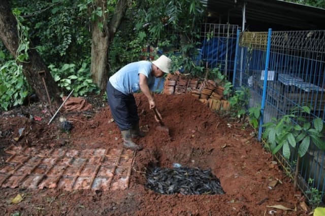 MUI: Ikan Sapu-Sapu Dikubur Hidup-Hidup Tak Sesuai Prinsip Islam MUI: Ikan Sapu-Sapu Dikubur Hidup-Hidup Tak Sesuai Prinsip Islam