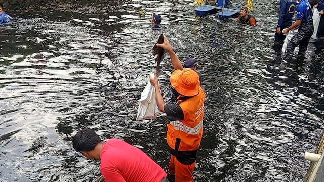 Lima Penjual Daging Ikan Sapu-sapu Ditangkap di Bantaran Kali Jakpus Lima Penjual Daging Ikan Sapu-sapu Ditangkap di Bantaran Kali Jakpus