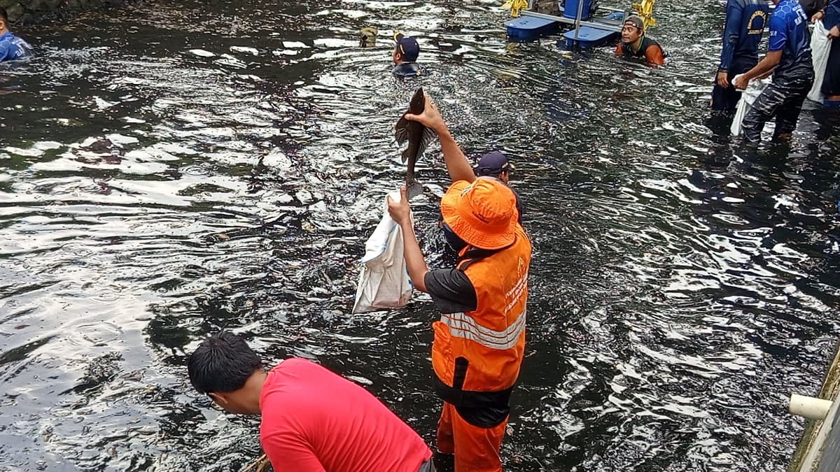 Peneliti BRIN Ungkap Penyebab Masifnya Populasi Ikan Sapu-Sapu Peneliti BRIN Ungkap Penyebab Masifnya Populasi Ikan Sapu-Sapu