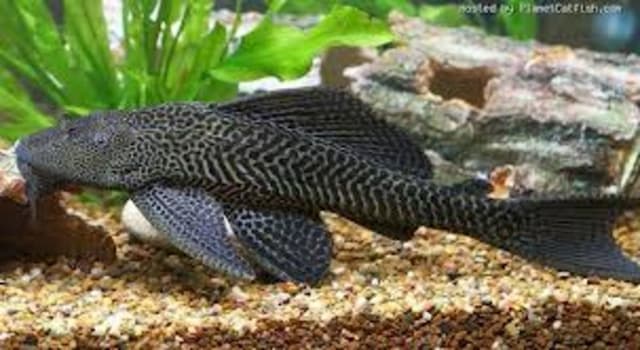 Peneliti BRIN Ungkap Penyebab Ikan Sapu-Sapu Mengganas di Sungai Jakarta Peneliti BRIN Ungkap Penyebab Ikan Sapu-Sapu Mengganas di Sungai Jakarta