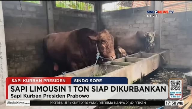 Istana soal Polemik 1.098 Sapi Kurban Presiden: Bantuan Pemerintah ke Masyarakat Istana soal Polemik 1.098 Sapi Kurban Presiden: Bantuan Pemerintah ke Masyarakat