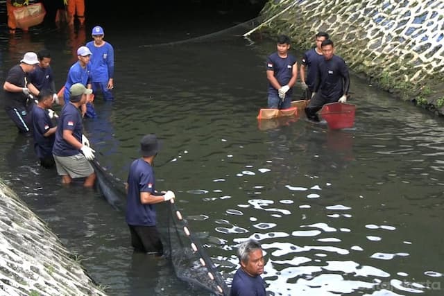 Besok, Pemprov DKI Gelar Operasi Serentak Penangkapan Ikan Sapu-sapu Besok, Pemprov DKI Gelar Operasi Serentak Penangkapan Ikan Sapu-sapu