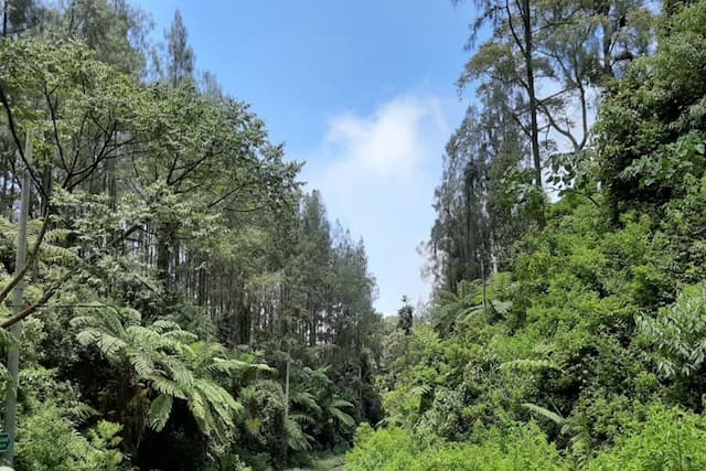 UNEJ Teliti Paku Pohon Purba di Ijen Geopark, Kekayaan Alam Bernilai Konservasi Tinggi UNEJ Teliti Paku Pohon Purba di Ijen Geopark, Kekayaan Alam Bernilai Konservasi Tinggi