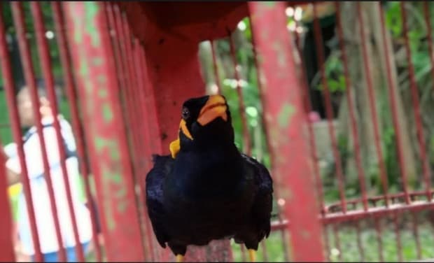 Taman Satwa Cikembulan, Tempat Wisata Plus Rumah Sakit Hewan yang Dilindungi Taman Satwa Cikembulan, Tempat Wisata Plus Rumah Sakit Hewan yang Dilindungi