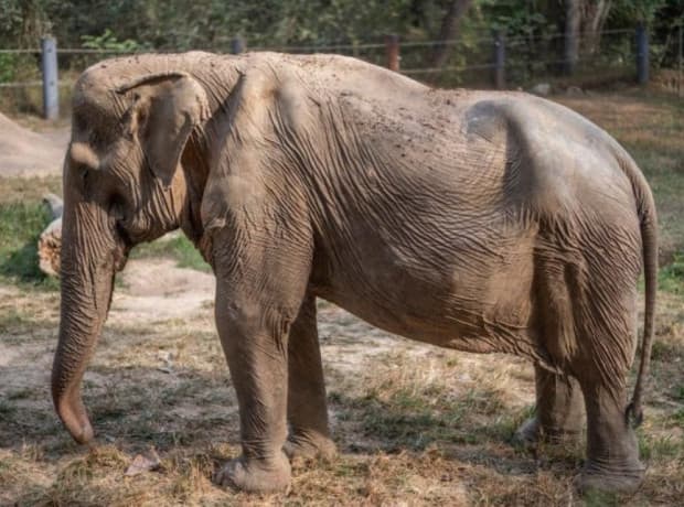Stop Naik Gajah di Tempat Wisata, Bisa Bikin Tulang Belakang Mereka Bengkok Stop Naik Gajah di Tempat Wisata, Bisa Bikin Tulang Belakang Mereka Bengkok