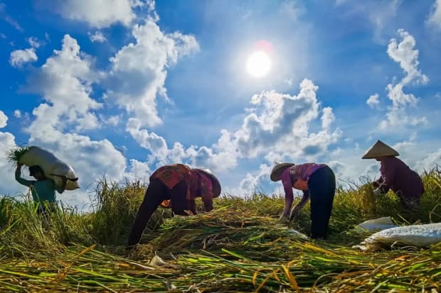 Banyak Petani Tak Kebagian NPK Subsidi, Dirut Pupuk Indonesia: Harus Impor Banyak Petani Tak Kebagian NPK Subsidi, Dirut Pupuk Indonesia: Harus Impor