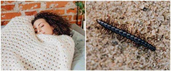 9 Arti mimpi tentang kelabang, harus perbanyak introspeksi diri 9 Arti mimpi tentang kelabang, harus perbanyak introspeksi diri