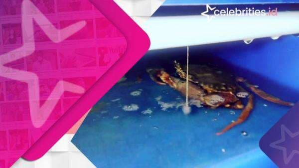 Budidaya Kepiting Dengan Sistem Urban Farming Vertical Crab House Budidaya Kepiting Dengan Sistem Urban Farming Vertical Crab House