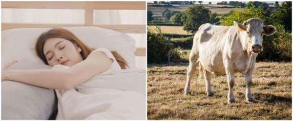 9 Arti mimpi dikejar sapi menurut Islam dan primbon, ada keberuntungan 9 Arti mimpi dikejar sapi menurut Islam dan primbon, ada keberuntungan