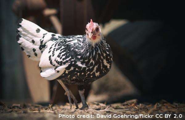 Jenis-jenis Ayam Petelur Dengan Ciri-cirinya Jenis-jenis Ayam Petelur Dengan Ciri-cirinya