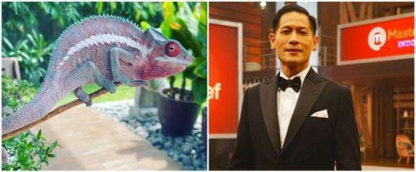 9 Potret peliharaan Chef Juna, ikan koinya pernah juarai kontes 9 Potret peliharaan Chef Juna, ikan koinya pernah juarai kontes