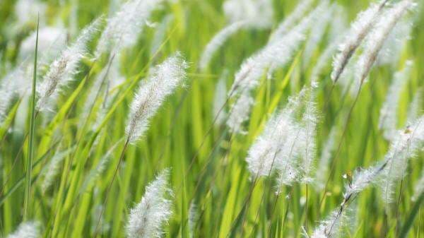 Mengenal Manfaat Akar Alang-alang Yang Bagus Untuk Kesehatan Mengenal Manfaat Akar Alang-alang Yang Bagus Untuk Kesehatan