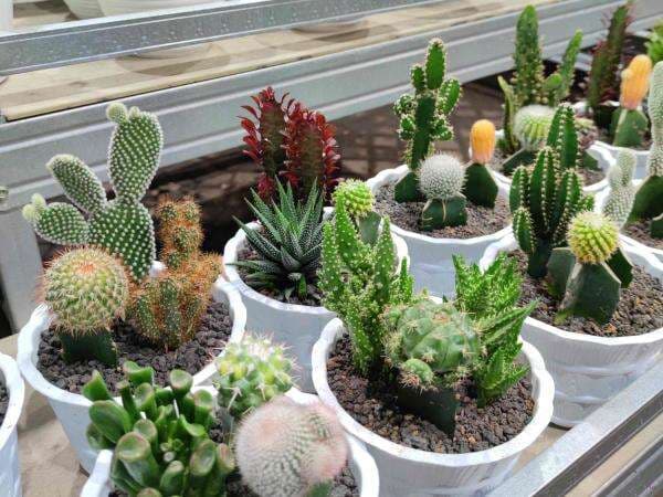 3 Jenis Kaktus Mini Yang Cocok Untuk Dekorasi Ruangan, Cantik! 3 Jenis Kaktus Mini Yang Cocok Untuk Dekorasi Ruangan, Cantik!