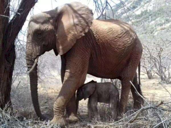 Kisah Gajah dari Kenya yang Tak Lupa dengan Orang-orang yang Menyelamatkannya Kisah Gajah dari Kenya yang Tak Lupa dengan Orang-orang yang Menyelamatkannya
