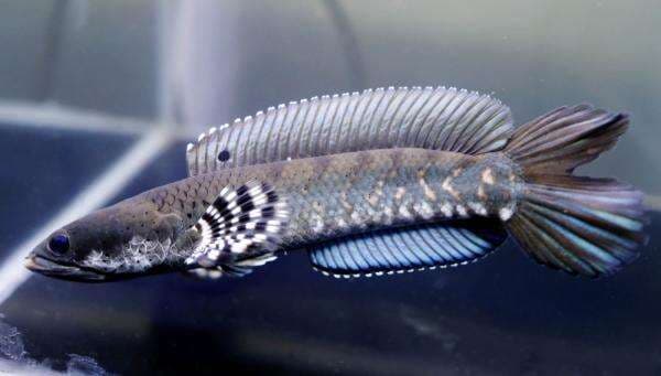 Ikan Channa Pulchra, Merak Air Asal Myanmar Ikan Channa Pulchra, Merak Air Asal Myanmar