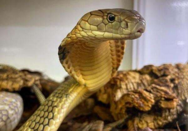 Gawat! Buaya hingga King Kobra Terancam Punah Akibat Perubahan Iklim Gawat! Buaya hingga King Kobra Terancam Punah Akibat Perubahan Iklim