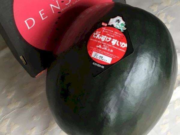 Densuke, Semangka Termahal di Dunia yang Dijual Seharga Rp83 Juta Per Buah, Kok Bisa? Densuke, Semangka Termahal di Dunia yang Dijual Seharga Rp83 Juta Per Buah, Kok Bisa?