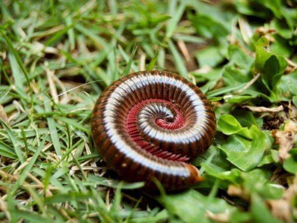 Fakta Hewan Kaki Seribu yang Ternyata hanya Punya Ratusan Kaki dan Hewan Pertama di Darat Fakta Hewan Kaki Seribu yang Ternyata hanya Punya Ratusan Kaki dan Hewan Pertama di Darat