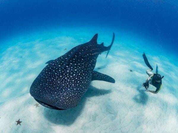 Fakta Hiu Paus, Ikan Terbesar di Dunia yang Beratnya Bisa Capai Berton-ton Fakta Hiu Paus, Ikan Terbesar di Dunia yang Beratnya Bisa Capai Berton-ton