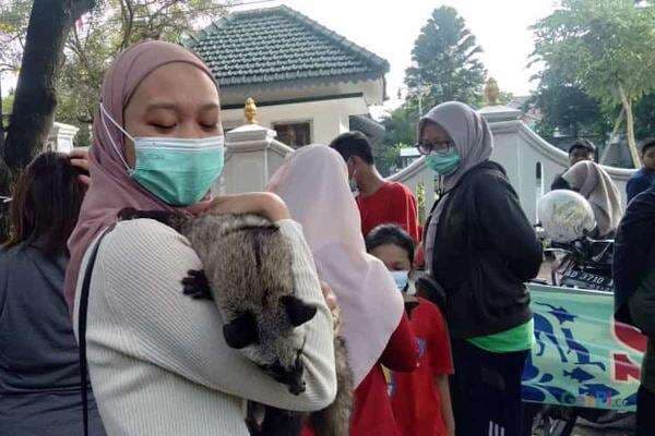 Musang Bisa Jadi Hewan Peliharaan yang Aman, Ini Tipsnya Musang Bisa Jadi Hewan Peliharaan yang Aman, Ini Tipsnya