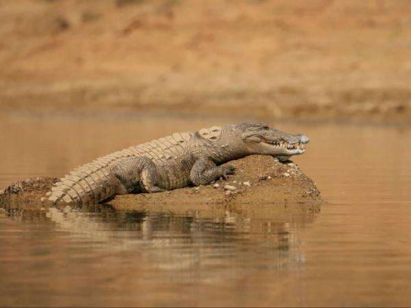 Mitos atau Fakta Buaya Bisa Meneteskan Air Mata? Mitos atau Fakta Buaya Bisa Meneteskan Air Mata?