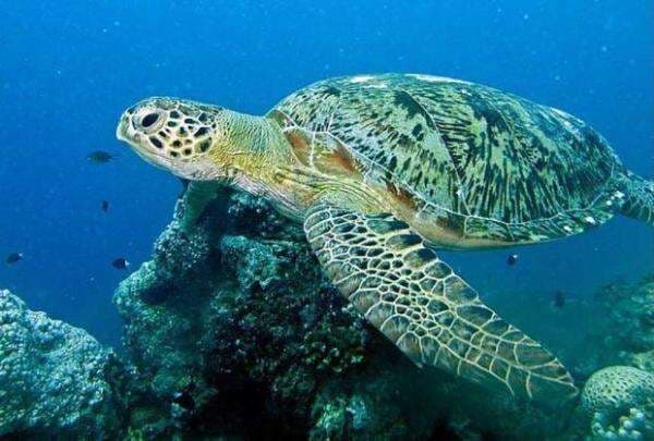 4 Hewan yang Hidup di Segitiga Bermuda, Nomor 2 Burung Langka Simbol Nasional 4 Hewan yang Hidup di Segitiga Bermuda, Nomor 2 Burung Langka Simbol Nasional