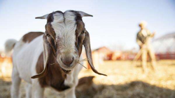 Hukum Qurban dan Aqiqah dalam Islam, Apa Satu Hewan Boleh Diniatkan Bersama? Hukum Qurban dan Aqiqah dalam Islam, Apa Satu Hewan Boleh Diniatkan Bersama?