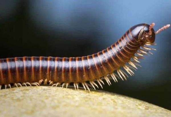 5 Hewan dengan Kaki Terbanyak, Nomor 4 Dikenal Beracun 5 Hewan dengan Kaki Terbanyak, Nomor 4 Dikenal Beracun