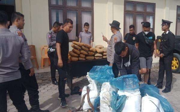 Polres Padang Lawas Temukan Ganja 100 Kg Tak Bertuan di Kebun Warga, Kondisi Terbungkus Rapi Polres Padang Lawas Temukan Ganja 100 Kg Tak Bertuan di Kebun Warga, Kondisi Terbungkus Rapi