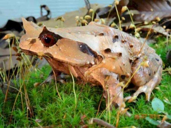 5 Jenis Kodok dan Katak ini Miliki Bentuk yang Unik, Jarang Diketahui Banyak Orang 5 Jenis Kodok dan Katak ini Miliki Bentuk yang Unik, Jarang Diketahui Banyak Orang