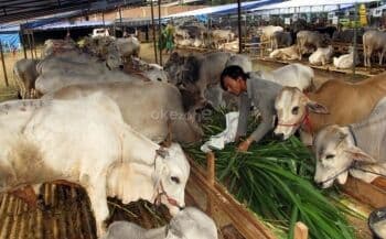 Sejarah Istilah Kurban Beserta Hukumnya Menurut Syariat Islam Sejarah Istilah Kurban Beserta Hukumnya Menurut Syariat Islam