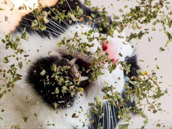 Mengenal Catnip ‘Ganja’ Kucing Bikin Mabuk, Apa Manfaatnya? Mengenal Catnip ‘Ganja’ Kucing Bikin Mabuk, Apa Manfaatnya?