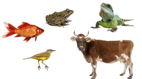 Contoh Hewan Vertebrata Beserta Klasifikasi Kelasnya Contoh Hewan Vertebrata Beserta Klasifikasi Kelasnya