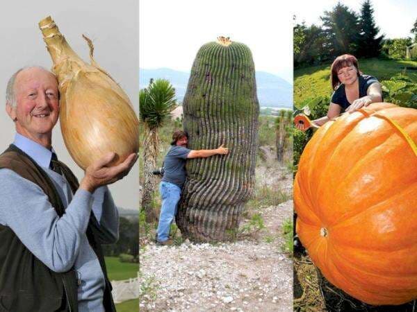 Penampakan Buah dan Sayur Raksasa di Alaska, Lebih Besar dan Tinggi daripada Manusia Penampakan Buah dan Sayur Raksasa di Alaska, Lebih Besar dan Tinggi daripada Manusia