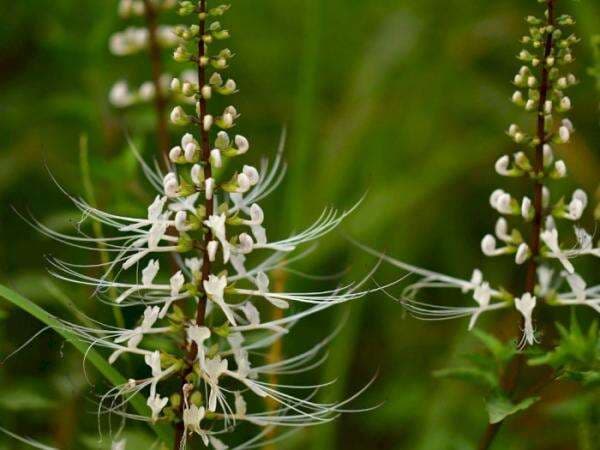 10 Macam Tanaman Obat Paling Dicari, Banyak Manfaatnya! 10 Macam Tanaman Obat Paling Dicari, Banyak Manfaatnya!