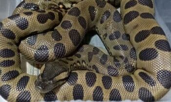 5 Fakta Mengerikan Anaconda, Ular Raksasa Penguasa Hutan Amazon 5 Fakta Mengerikan Anaconda, Ular Raksasa Penguasa Hutan Amazon