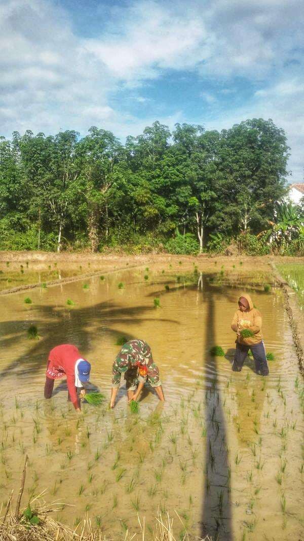 Anggota TNI di Way Kanan Ini Turun ke Sawah, Ada Apa? Anggota TNI di Way Kanan Ini Turun ke Sawah, Ada Apa?