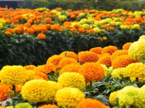 7 Tanaman Pengusir Nyamuk Paling Ampuh, Aromanya Tajam! 7 Tanaman Pengusir Nyamuk Paling Ampuh, Aromanya Tajam!