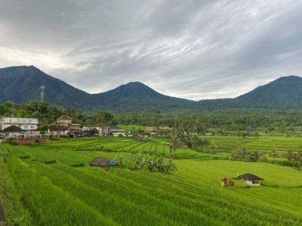 Saking Cantiknya Sawah Jatiluwih di Bali Sampai Diakui jadi Warisan Dunia UNESCO Saking Cantiknya Sawah Jatiluwih di Bali Sampai Diakui jadi Warisan Dunia UNESCO