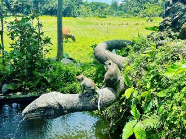 Monkey Forest Ubud, Wisata Unik di Bali yang Dianggap Keramat oleh Warga Sekitar Monkey Forest Ubud, Wisata Unik di Bali yang Dianggap Keramat oleh Warga Sekitar