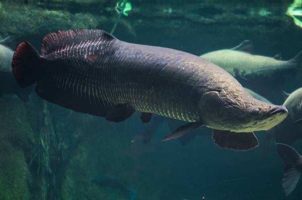 Mengapa Ikan Arapaima Dilarang Dipelihara di Indonesia? Ternyata Ini Penyebabnya! Mengapa Ikan Arapaima Dilarang Dipelihara di Indonesia? Ternyata Ini Penyebabnya!