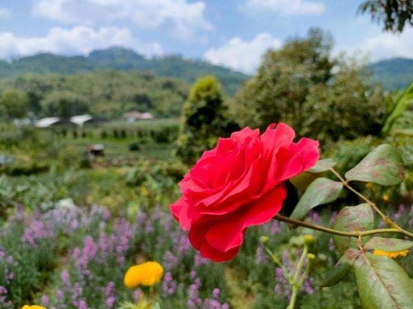 Jangan Salah! Bunga Mawar Ternyata Punya Makna Berbeda-beda di Setiap Warnanya Jangan Salah! Bunga Mawar Ternyata Punya Makna Berbeda-beda di Setiap Warnanya