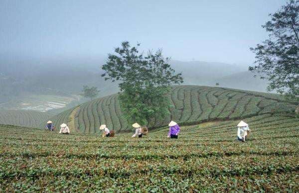 Tanaman yang Cocok Ditanam di Dataran Tinggi adalah Buah dan Sayur, Tapi Ada Lagi Tanaman yang Cocok Ditanam di Dataran Tinggi adalah Buah dan Sayur, Tapi Ada Lagi